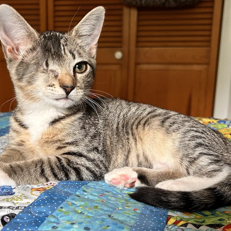 A baby medium-sized female Tabby (Brown / Chocolate) Domestic Short Hair cat named Alanis for adoption in Sewell, NJ