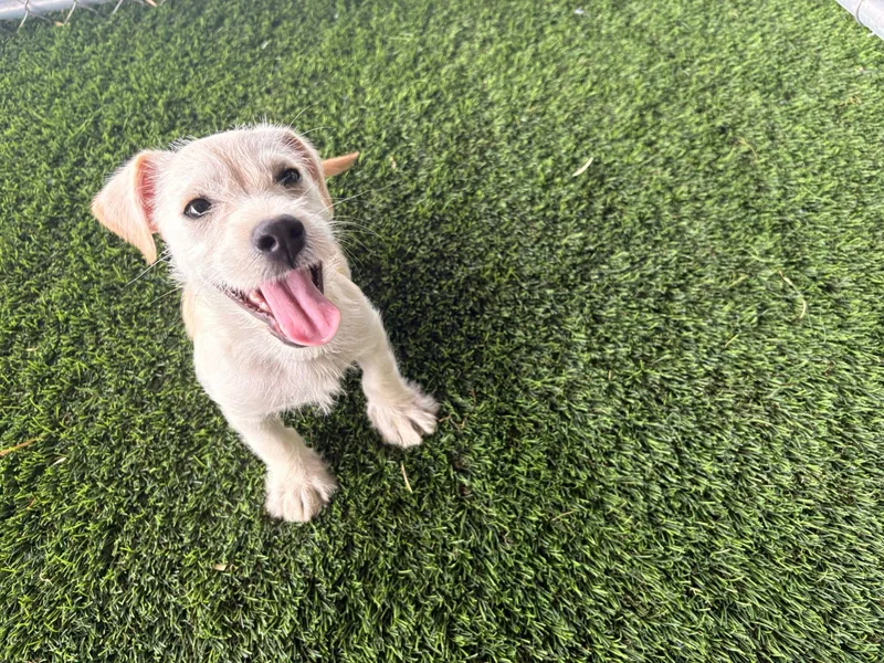 Valentino thumbnail 2