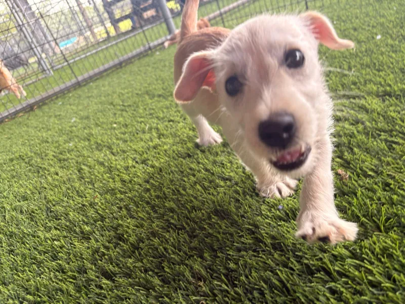 Valentino thumbnail 4