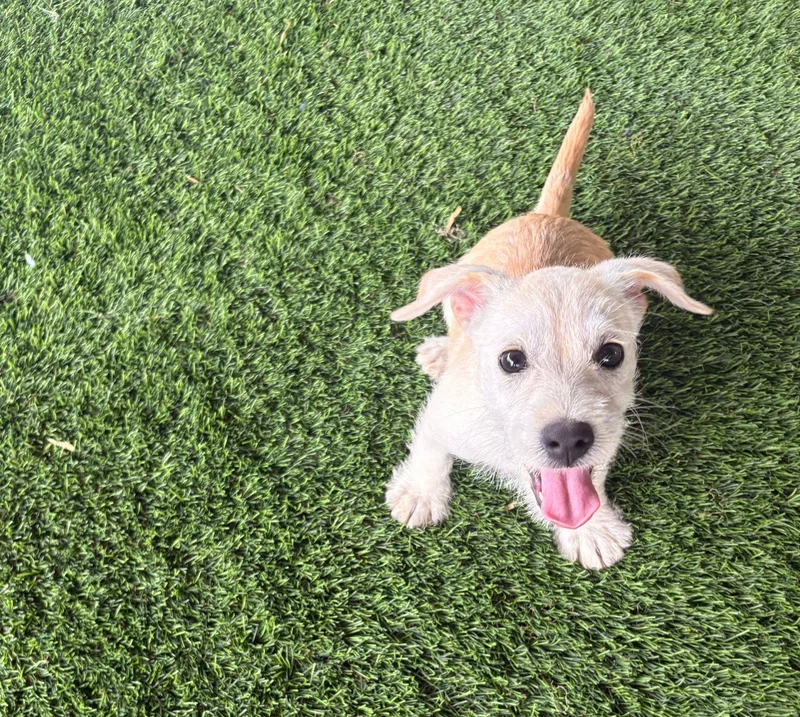 Valentino thumbnail 5