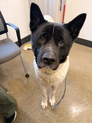 An adult large-sized male Black Akita dog named Fenway for adoption in Cleveland, OH