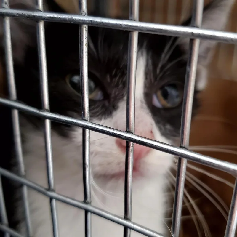 A baby small-sized female Black Domestic Short Hair cat named Brittnay for adoption in Jacksonville, FL