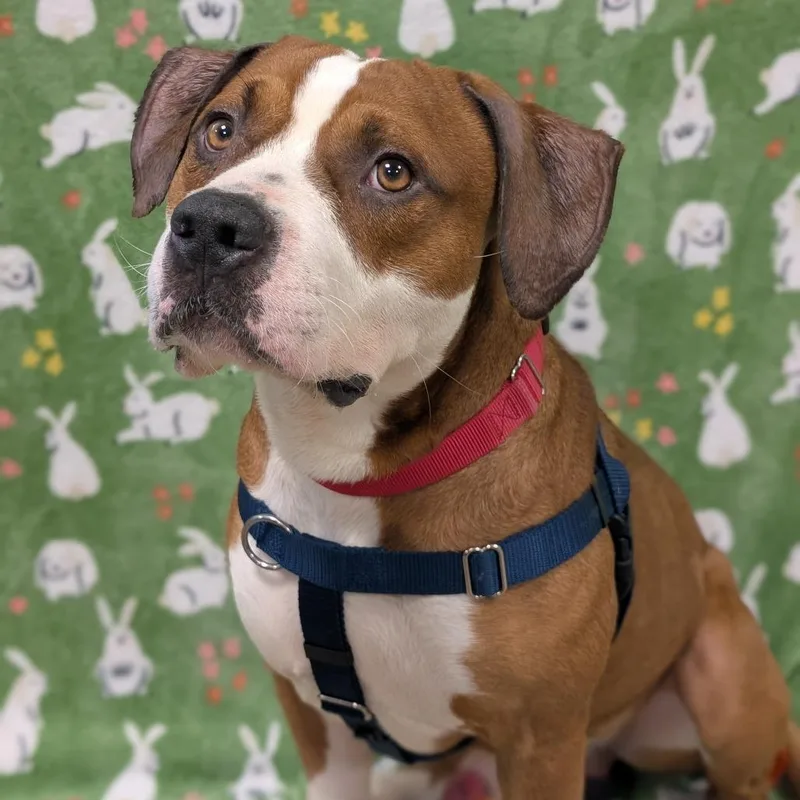 An adult large-sized male Brown / Chocolate American Staffordshire Terrier dog named Hoedown for adoption in Baltimore, MD