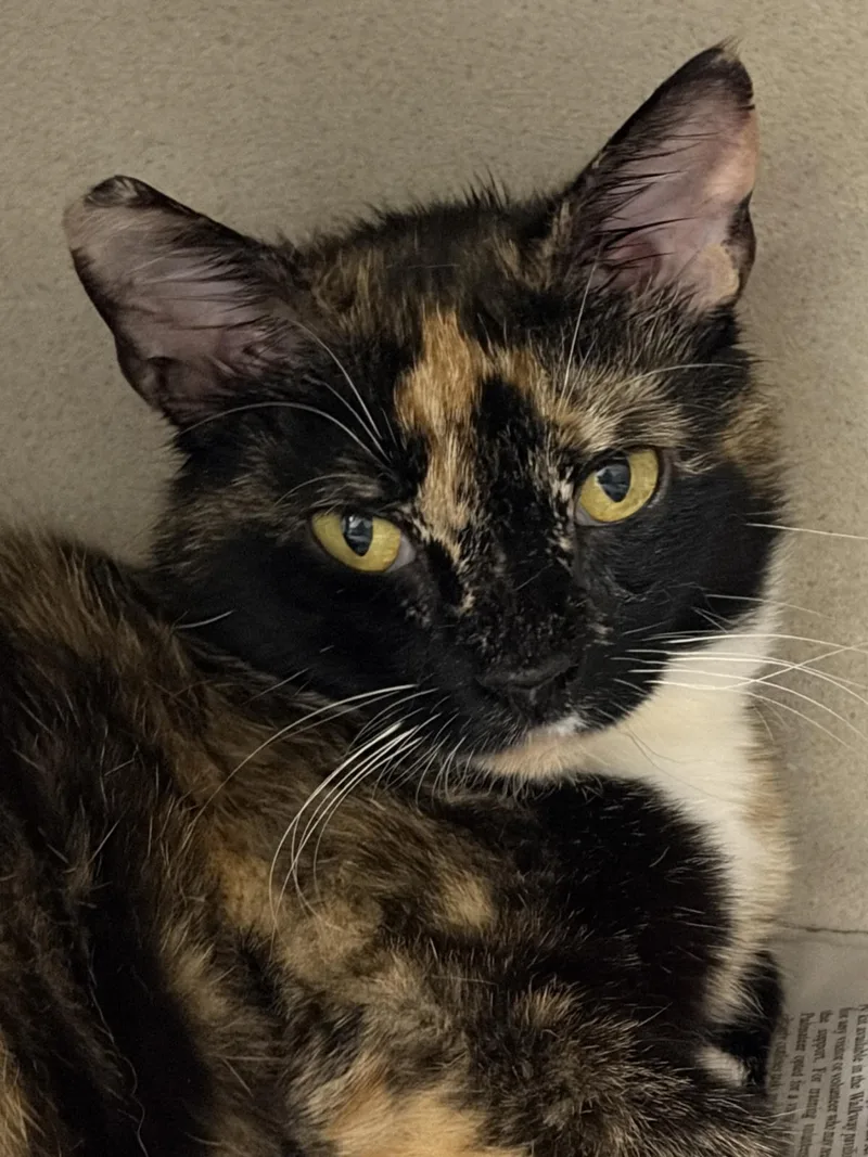 A young medium-sized female Domestic Short Hair cat named Torie for adoption in Beacon, NY