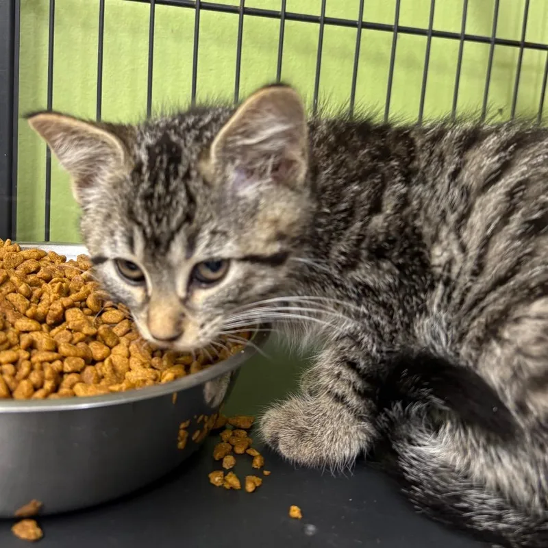 A baby small-sized female Black Domestic Short Hair cat named Jammy for adoption in Springfield, IL