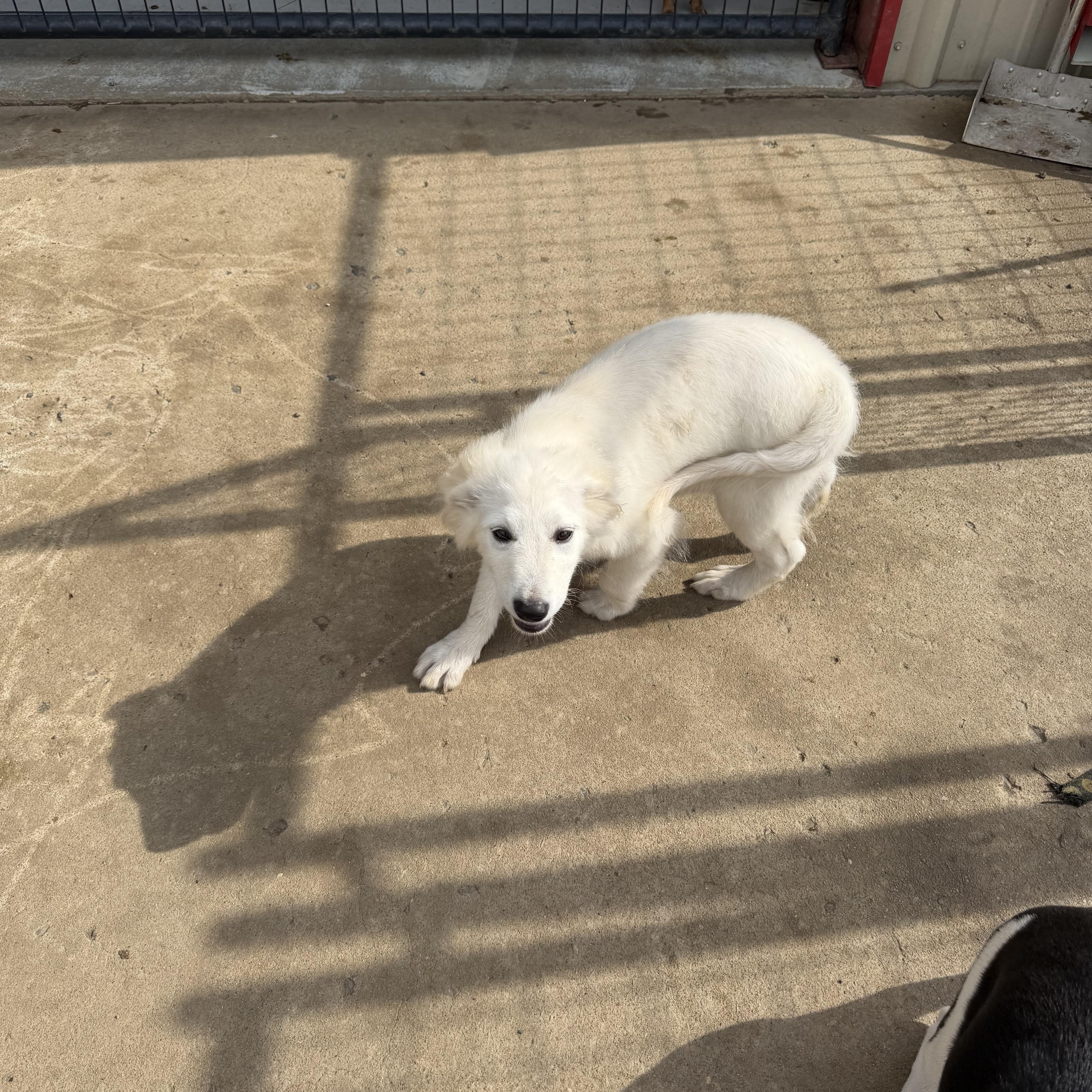 A baby medium-sized female Maremma Sheepdog dog named Cotton for adoption in Muldrow, OK