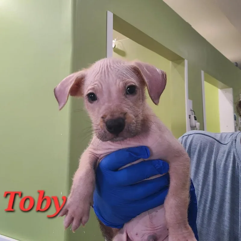 A baby medium-sized male Mixed Breed dog named Toby for adoption in Seminole, FL