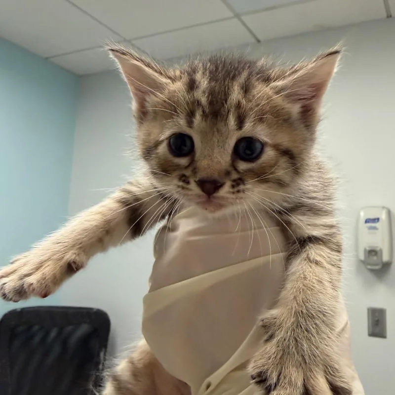 A baby small-sized female Domestic Medium Hair cat named Vienna for adoption in Jacksonville, FL