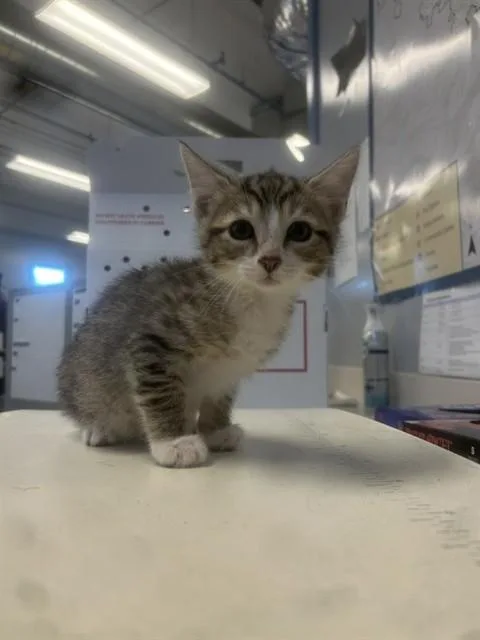 A baby small-sized male Domestic Short Hair cat named A for adoption in San Jose, CA