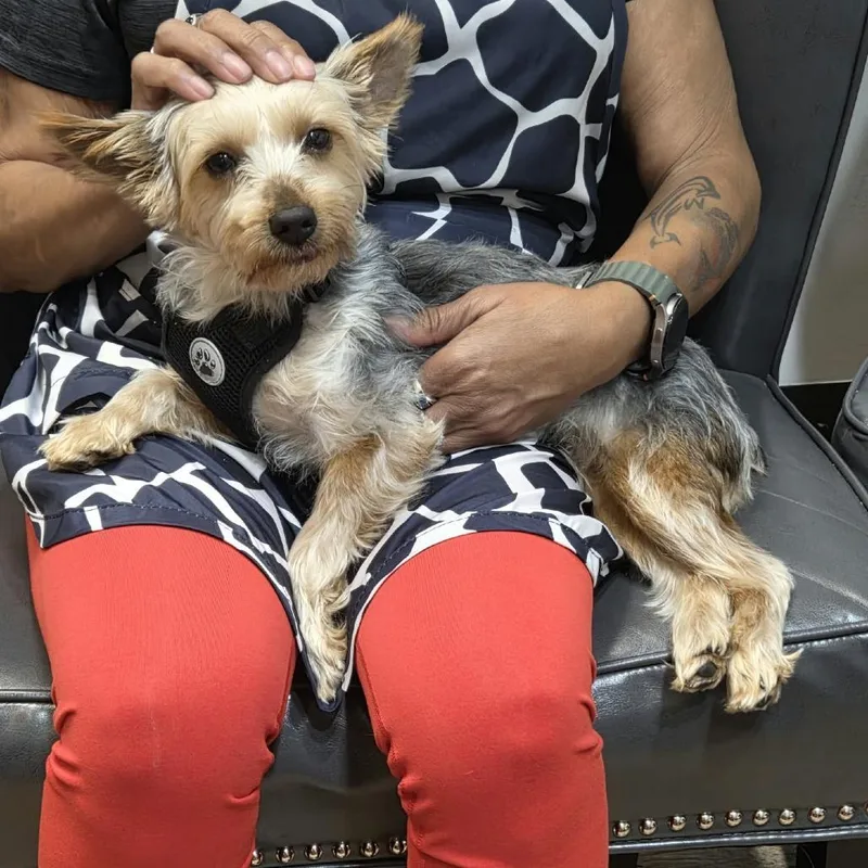 A young small-sized male Yorkshire Terrier dog named Maxwell for adoption in Overland Park, KS