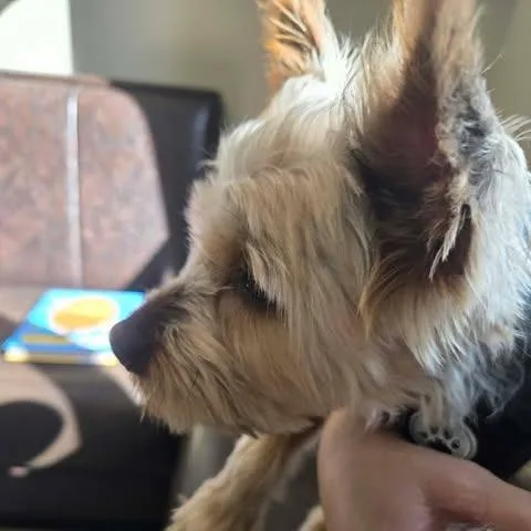 Maxwell thumbnail 2