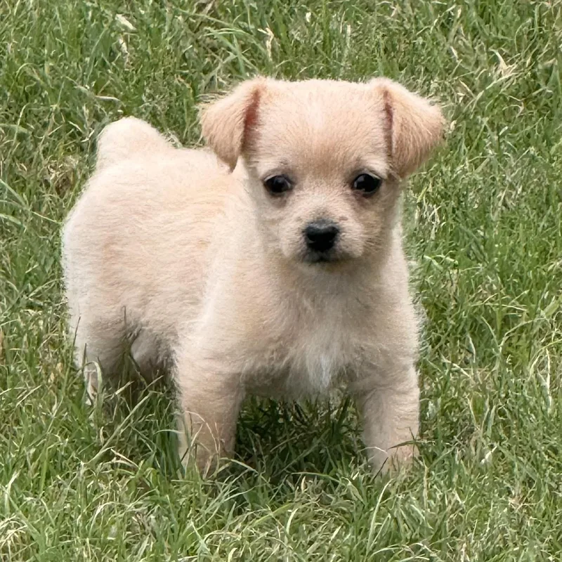 A baby small-sized male White / Cream Chihuahua dog named Kentucky for adoption in Fort Worth, TX
