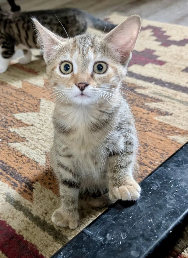 A baby small-sized female Torbie Domestic Short Hair cat named So Happy for adoption in Richmond, VA