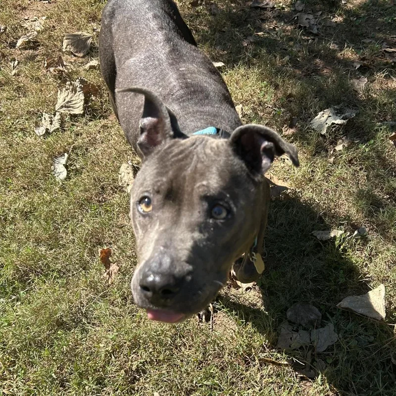 An adult medium-sized female Gray / Blue / Silver Mixed Breed dog named Millie for adoption in Auburn, AL