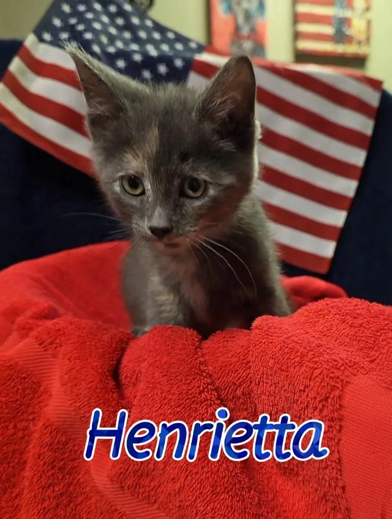 A baby small-sized female Domestic Short Hair cat named Henrietta for adoption in Port Clinton, OH