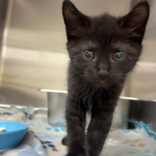 A baby small-sized male Black Domestic Short Hair cat named Vinny for adoption in Blairsville, GA