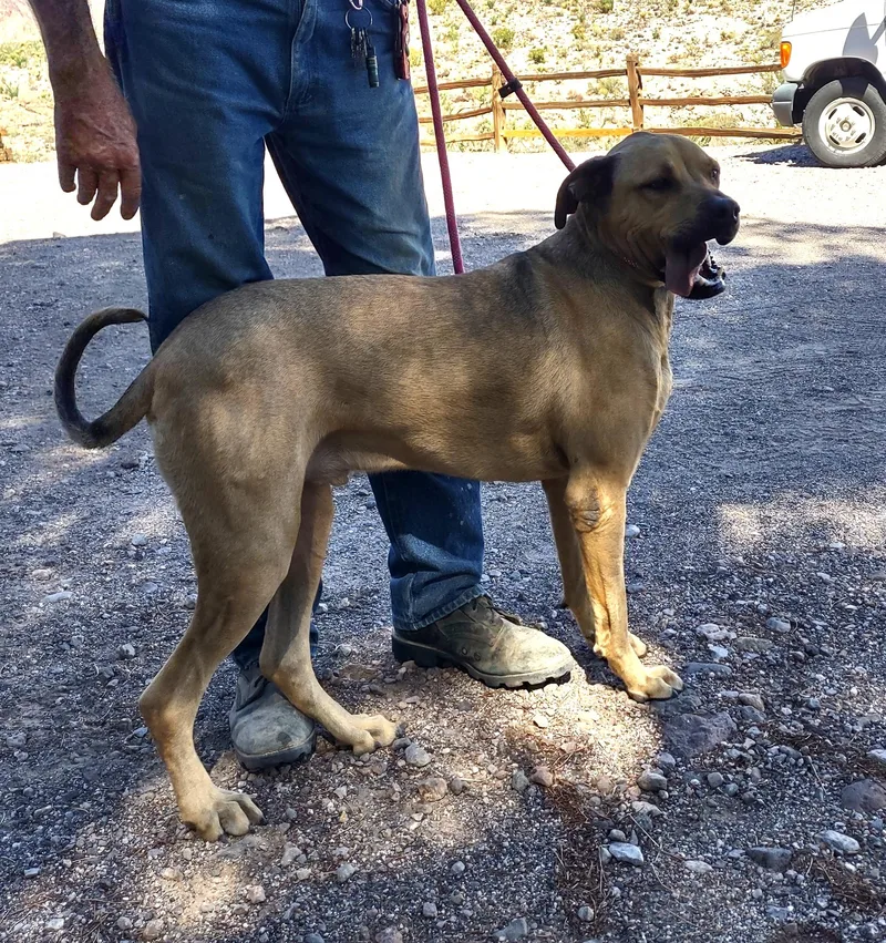 A young large-sized male Mastiff dog named Tonka for adoption in Golden Valley, AZ