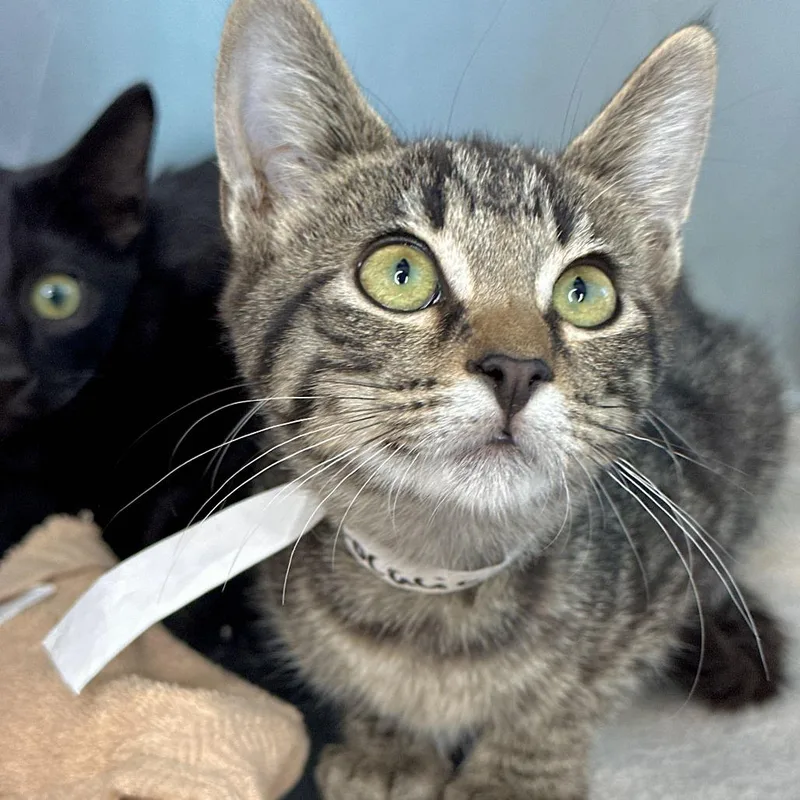 A baby small-sized female Domestic Short Hair cat named Focaccia for adoption in Matteson, IL