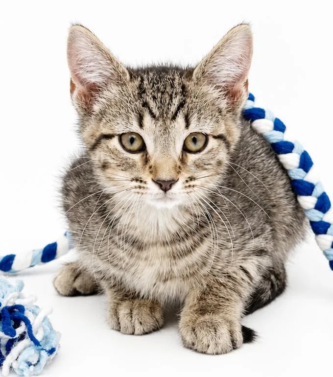 A baby small-sized male Tabby (Leopard / Spotted) Tabby cat named Charlie is cuter than for adoption in Bedford Hills, NY