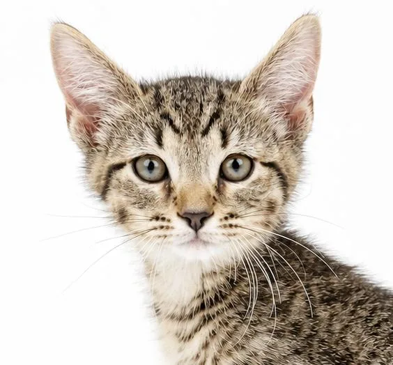 Charlie is cuter than thumbnail 2