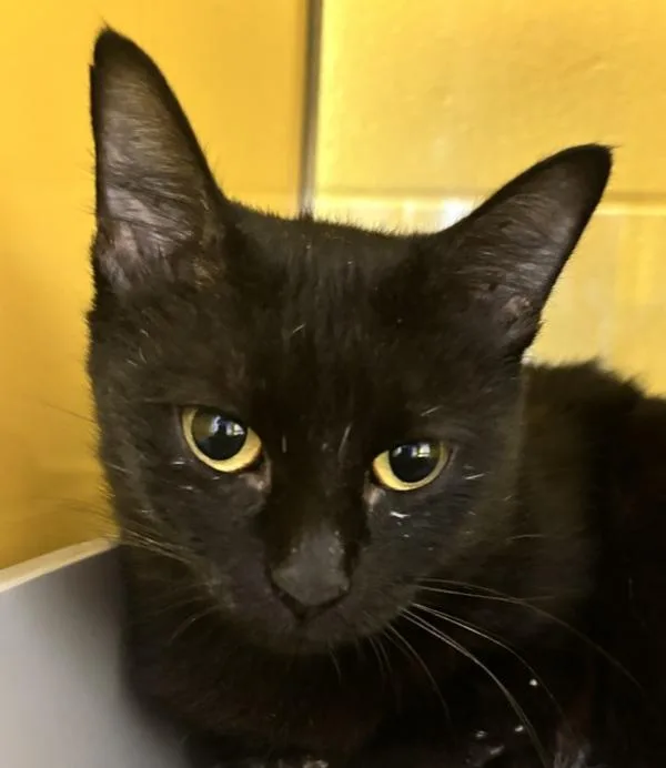 An adult small-sized female Domestic Short Hair cat named Kiwi for adoption in Golden, CO