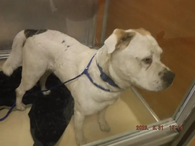 An adult large-sized male American Bulldog dog named Casey for adoption in Miami, FL