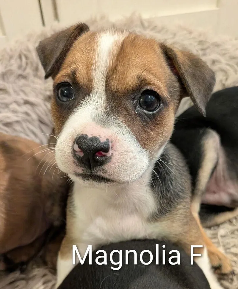 Magnolia  Colette Puppy