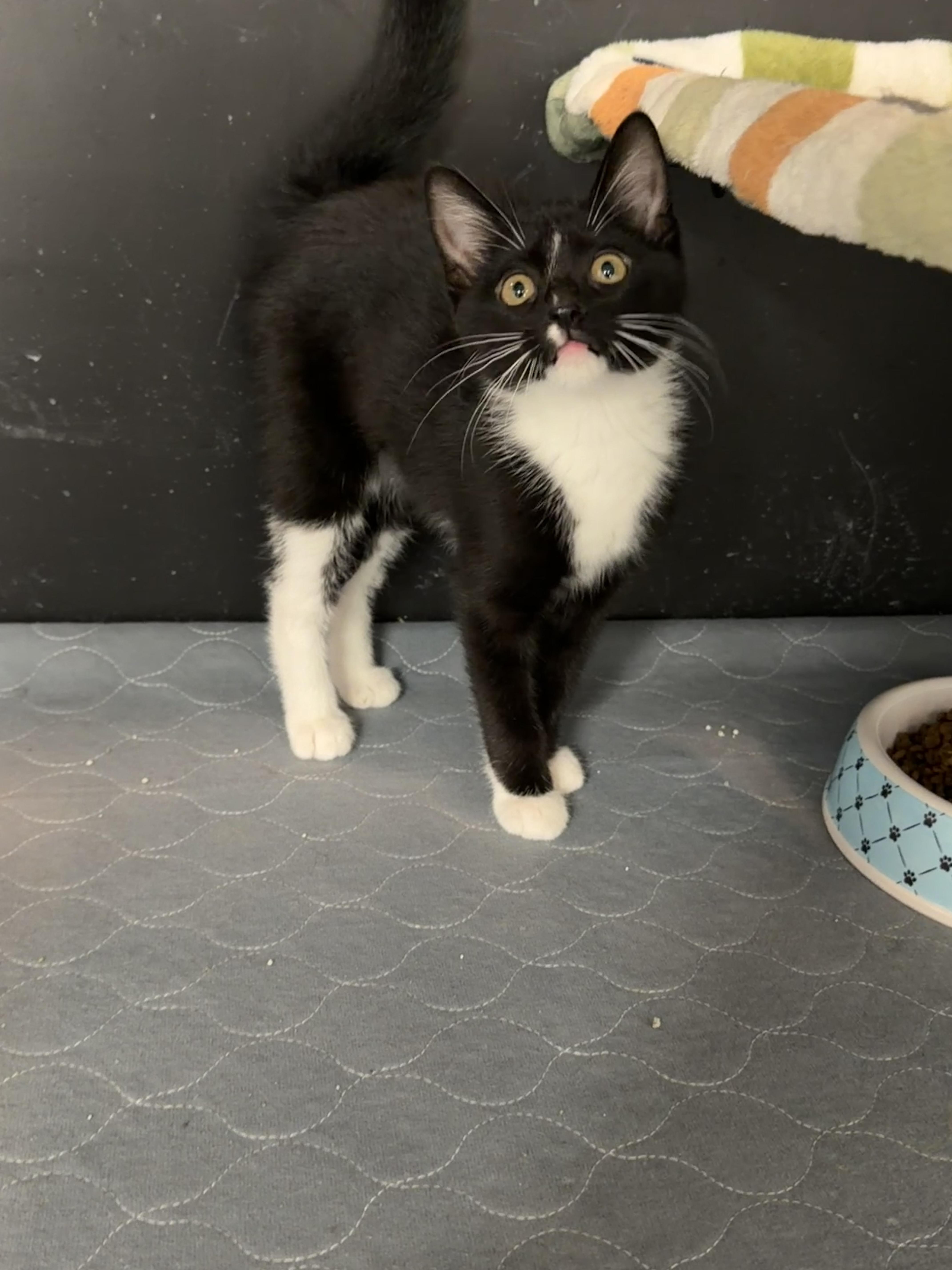 A baby small-sized female Black & White / Tuxedo Domestic Short Hair cat named Pear for adoption in Wayland, MI