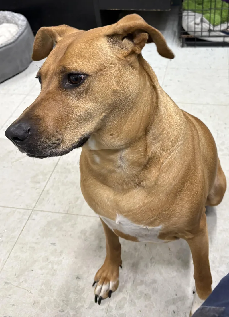 An adult large-sized female Red / Chestnut / Orange Hound dog named Daisy for adoption in Mansfield, CT