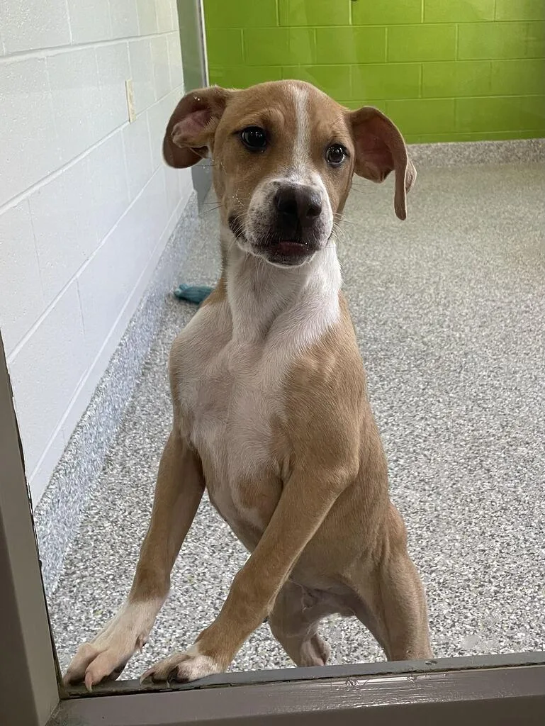 A baby large-sized male Golden Mixed Breed dog named Spike for adoption in Jackson, MI