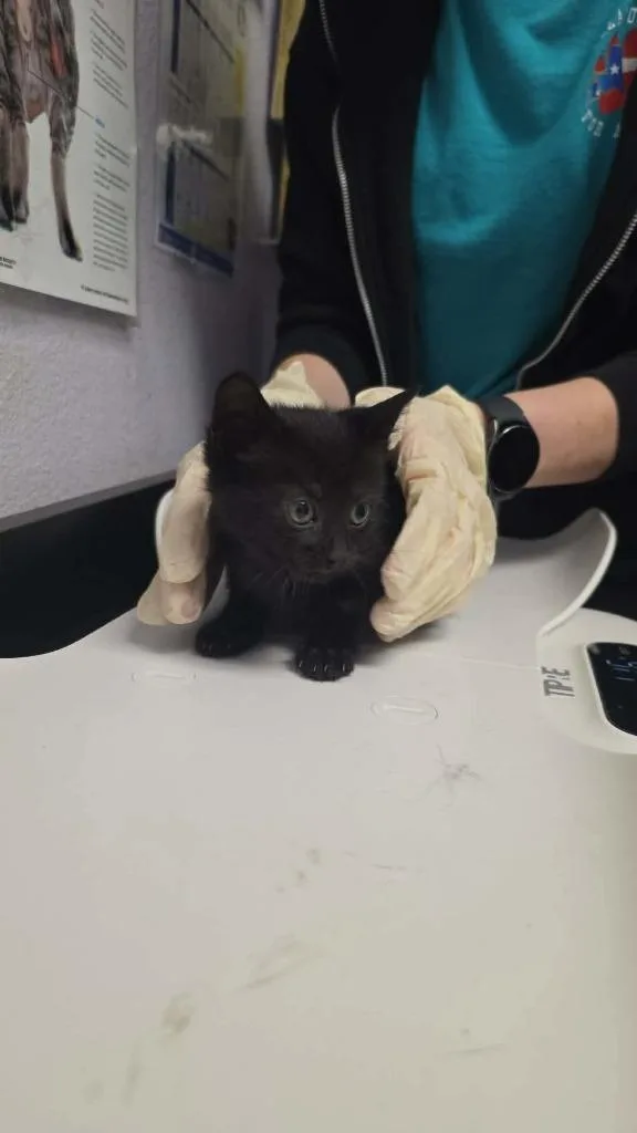 A baby small-sized female Domestic Short Hair cat named Meander for adoption in New Braunfels, TX