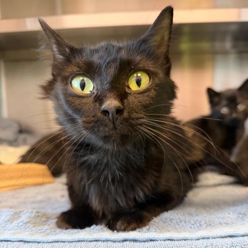 A young medium-sized female Domestic Medium Hair cat named Moon Pie for adoption in Madisonville, TN