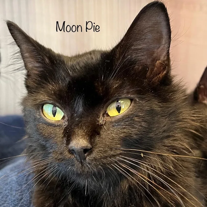 Moon Pie thumbnail 2