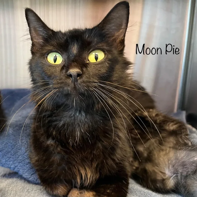 Moon Pie thumbnail 3