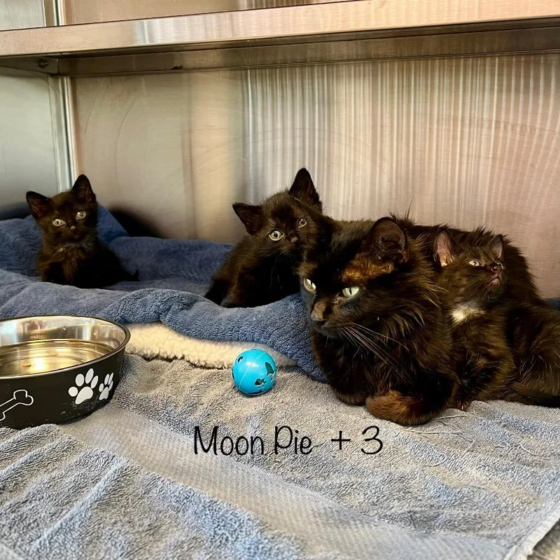 Moon Pie thumbnail 6