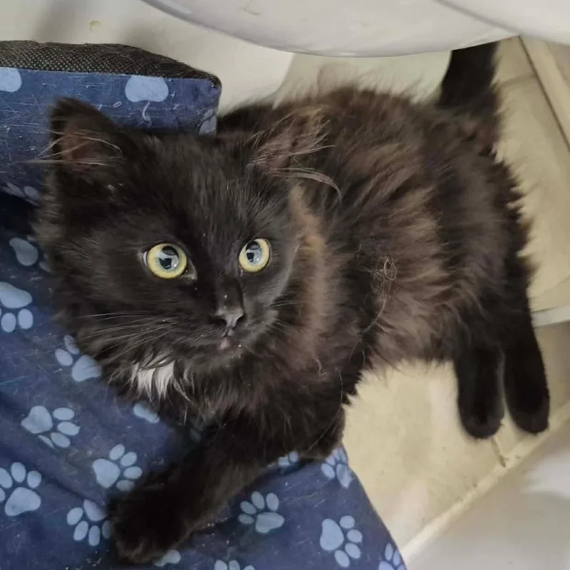 A baby small-sized male Black Domestic Long Hair cat named Fuzzy Wuzzy for adoption in Frederick, MD