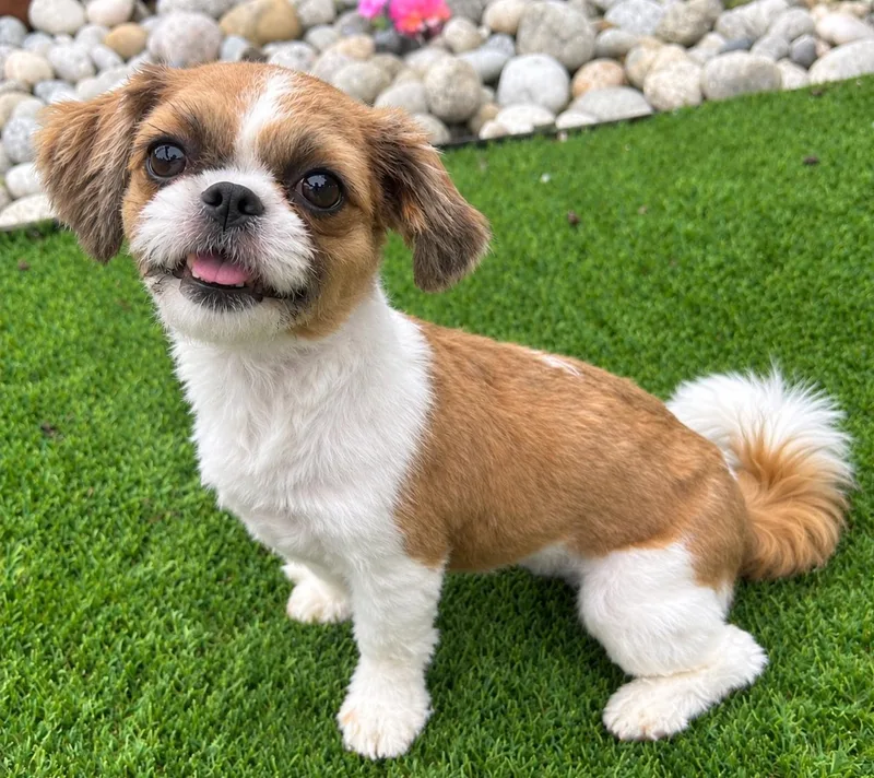 A baby small-sized female Cavalier King Charles Spaniel dog named Lily for adoption in Dallas, TX