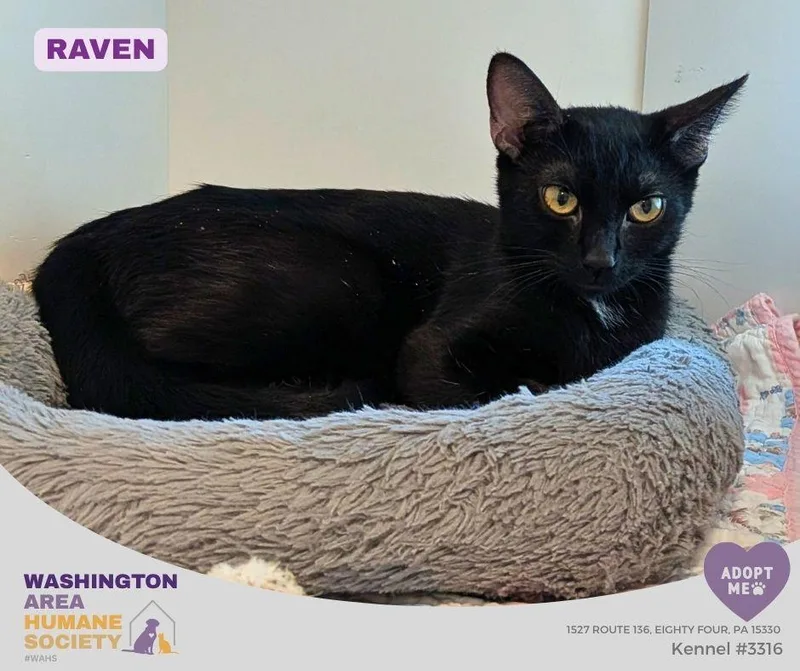 An adult small-sized female Black Domestic Short Hair cat named Raven for adoption in Eighty Four, PA