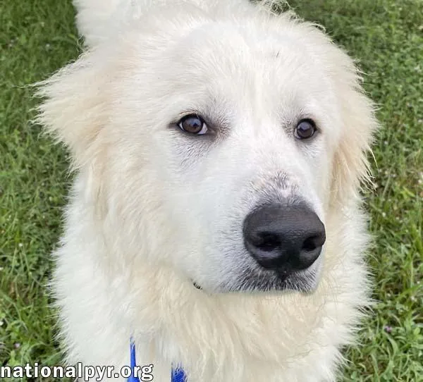 A young large-sized male White / Cream Great Pyrenees dog named Nash in TN for adoption in Beacon, NY