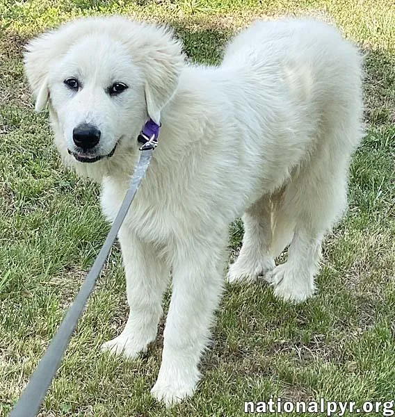Nash in TN  thumbnail 2