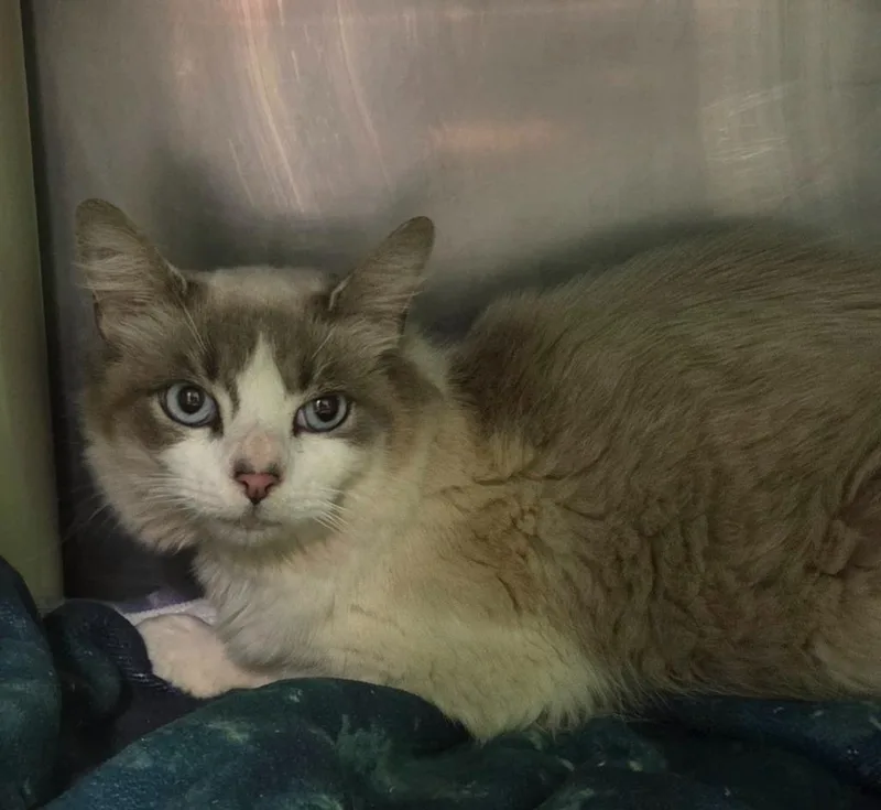 A young medium-sized female Siamese cat named Lyric for adoption in Olean, NY