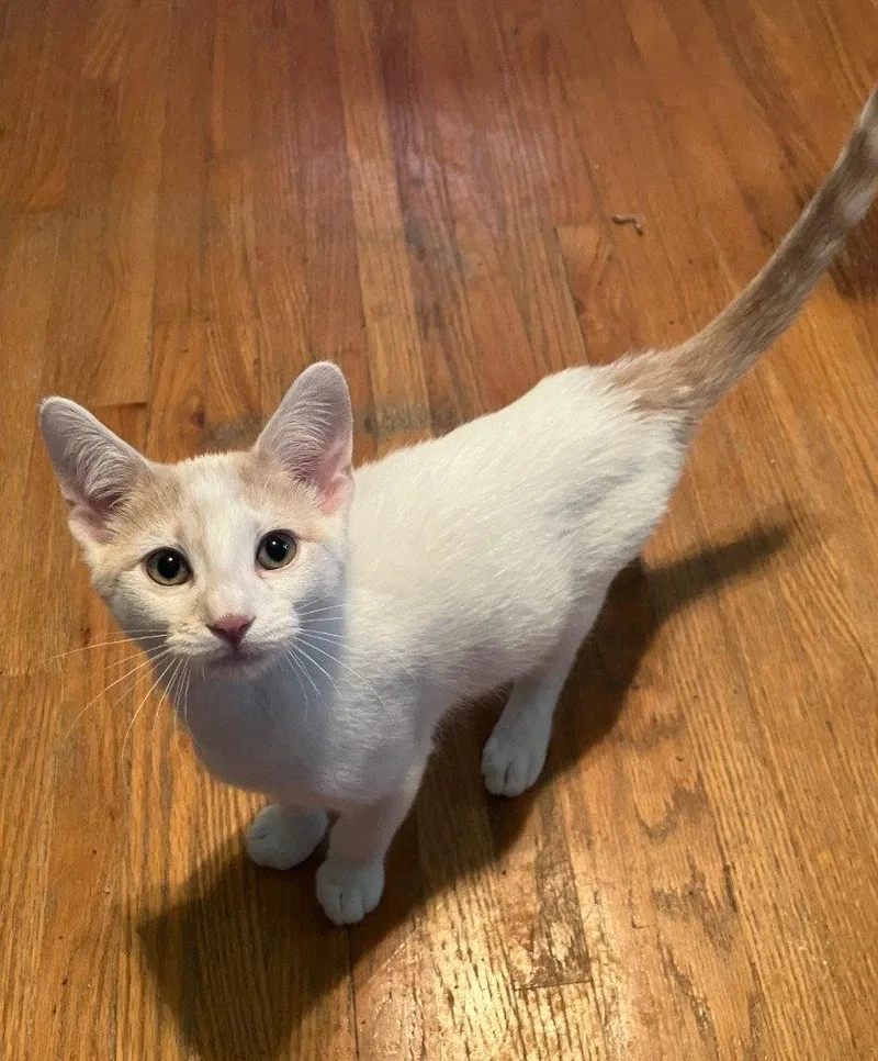 A baby small-sized male Domestic Short Hair cat named Gimley for adoption in Forest Lake, MN