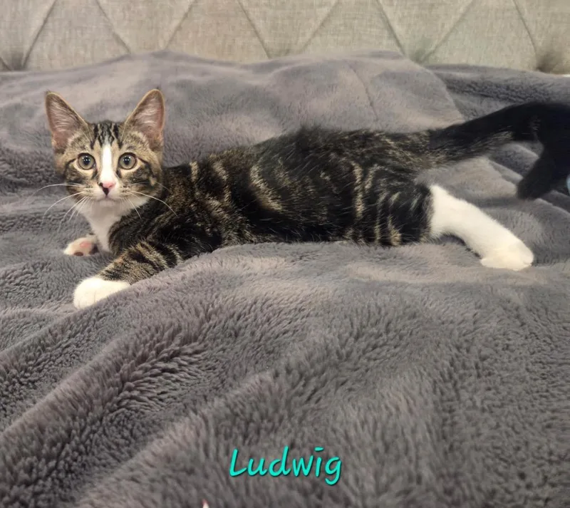 A baby small-sized male Domestic Short Hair cat named Ludwig for adoption in Ogden, UT