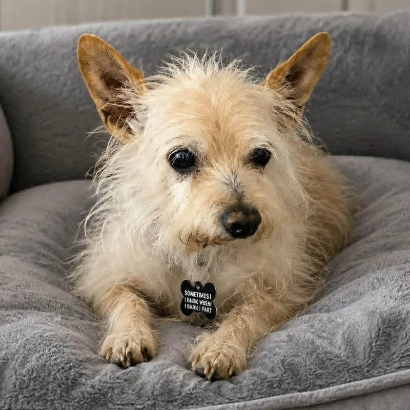 A senior small-sized male White / Cream Glen of Imaal Terrier dog named Earl for adoption in Marana, AZ