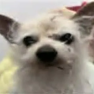 Earl thumbnail 2