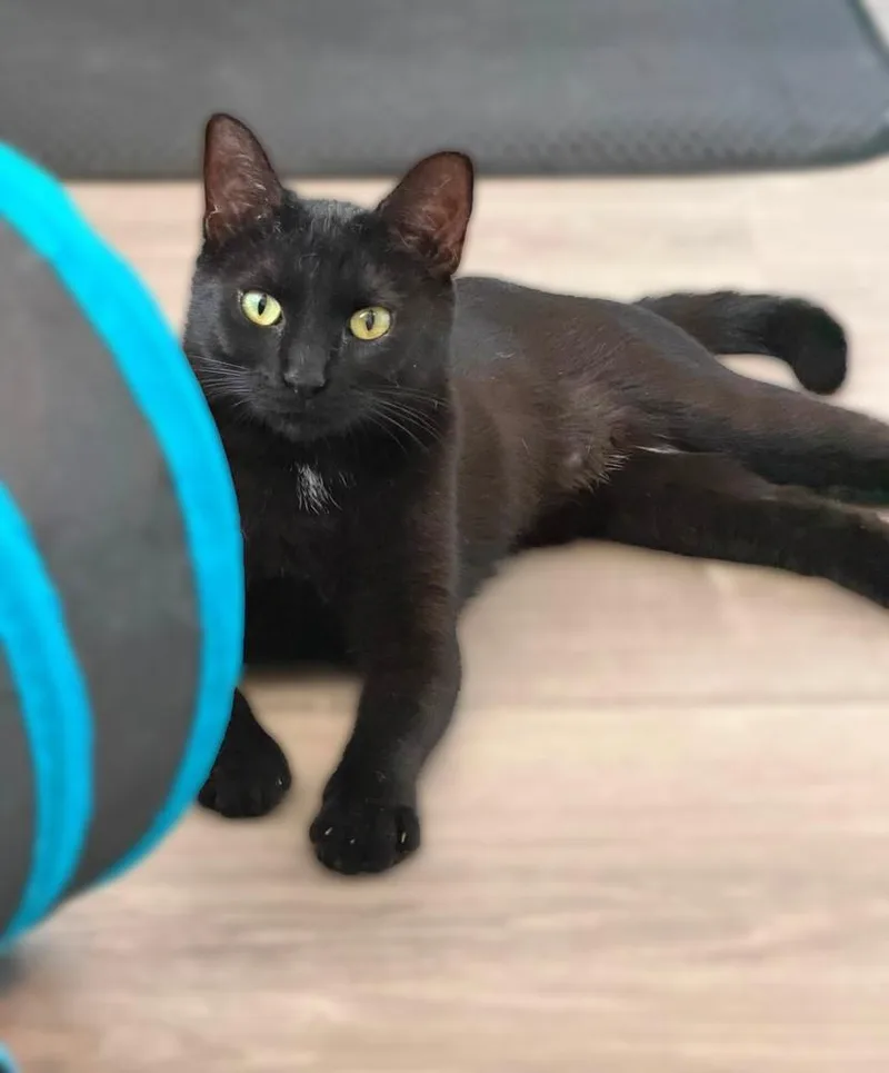 A young small-sized female Black Domestic Short Hair cat named Millie McDonalds for adoption in Mount Laurel, NJ