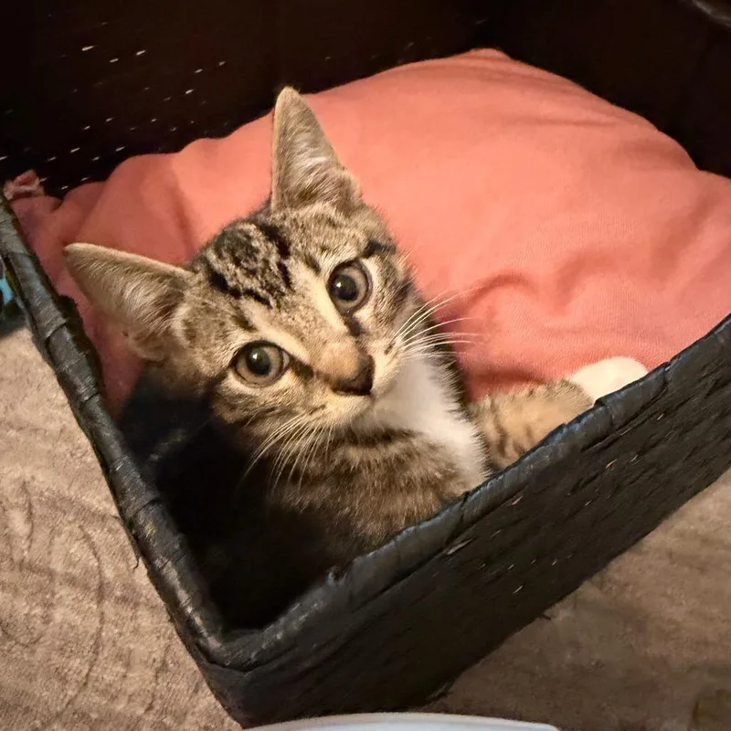 A baby small-sized male Brown / Chocolate Domestic Short Hair cat named Pierogi for adoption in Evanston, IL