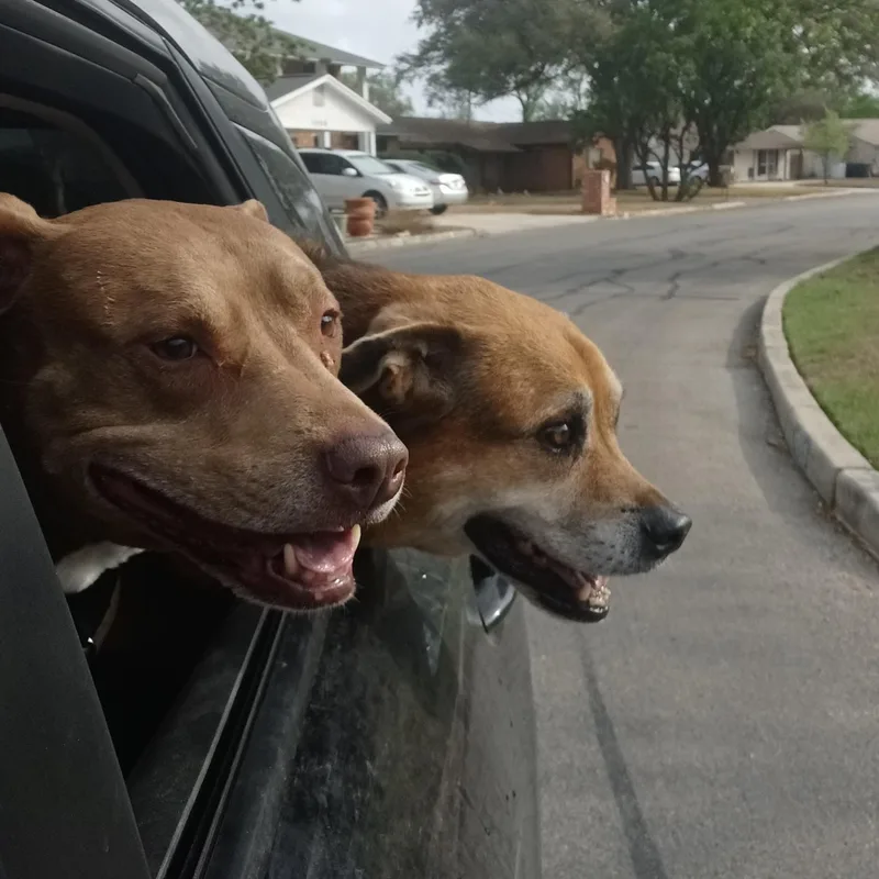 An adult large-sized male Rottweiler dog named Twix JuM for adoption in Austin, TX