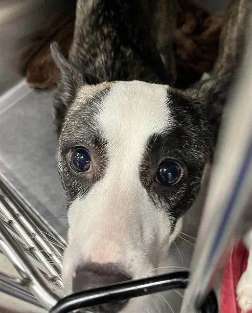 An adult medium-sized female Australian Kelpie dog named Shelly for adoption in Tavares, FL