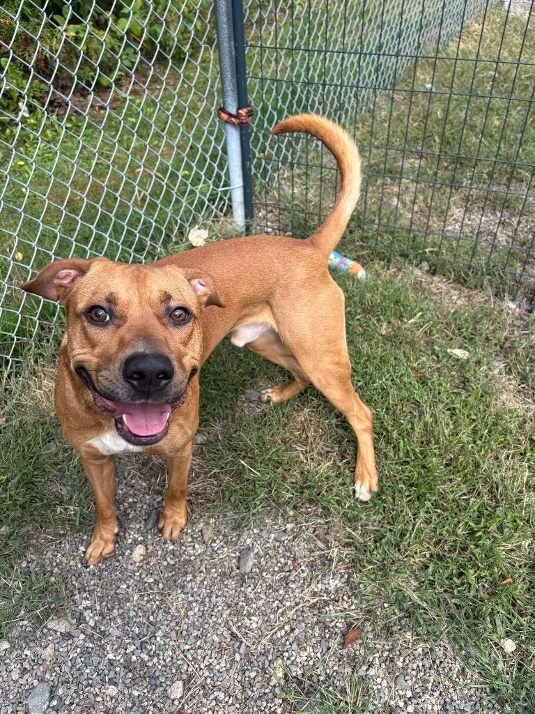 Dozer